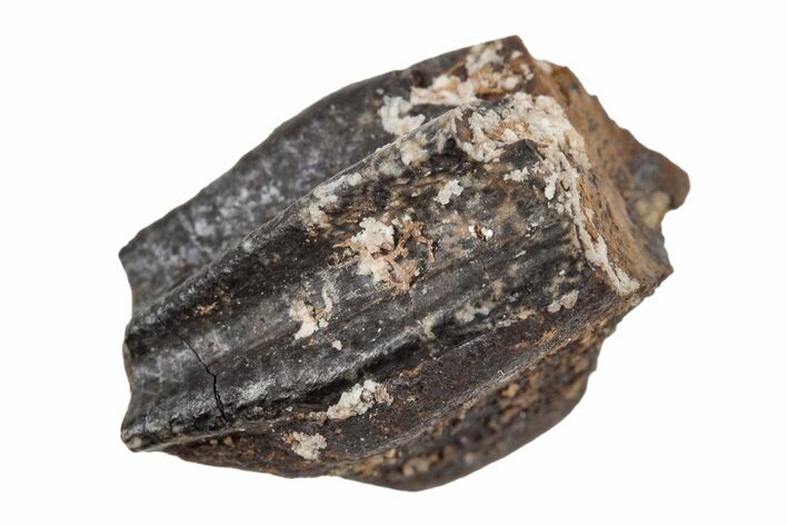 Fossil Hadrosaur (Duck-Billed Dinosaur) Tooth - Montana #204630